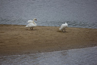 Swans in Crooked River