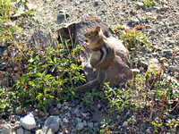 Chipmunk at Mt. St. Helen's