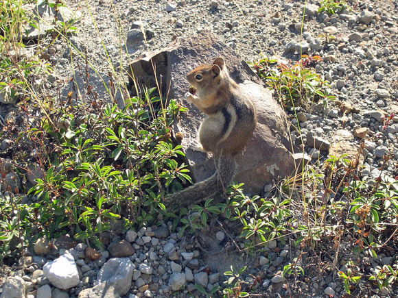 Chipmunk at Mt. St. Helen's