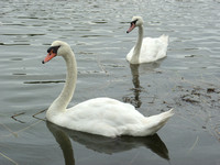 Swans, Crooked River, Wareham, MA