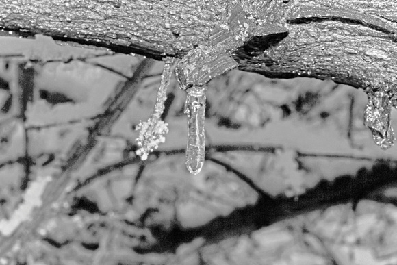 iciclebw