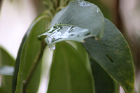 ice drip on leaf