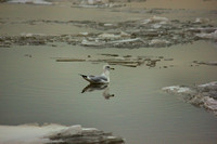 Seagull Reflection