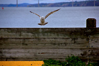 landing gull