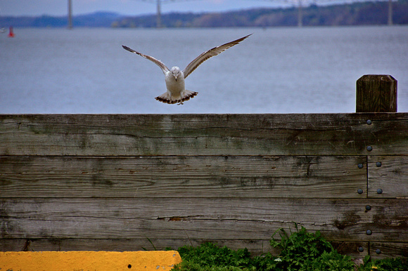 landing gull