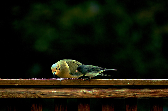 Dove & Chickadee